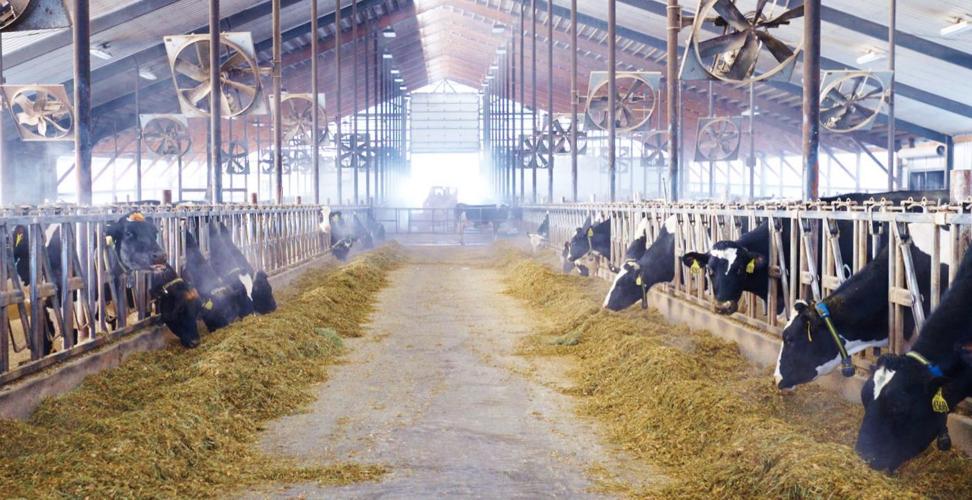 Freestall barn at Fischer-Clark Farm