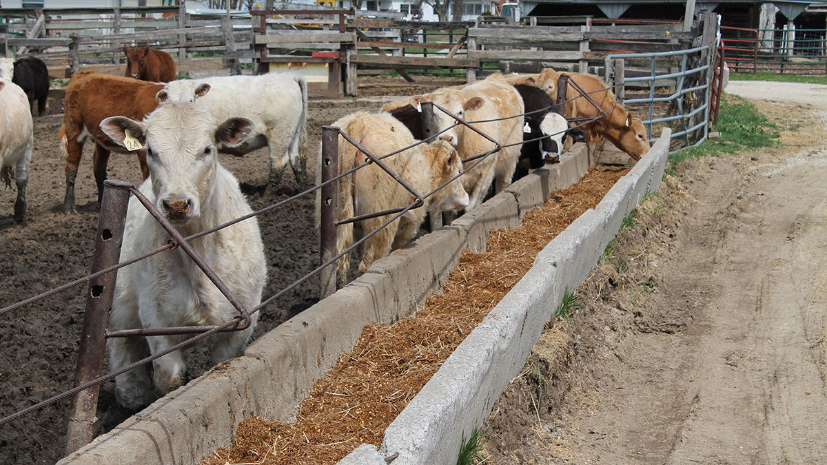 Cattle on feed