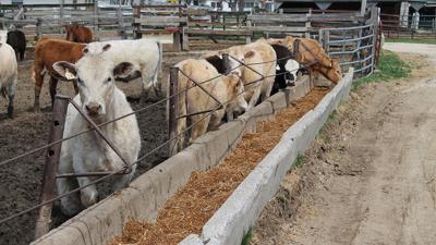 Cattle on feed