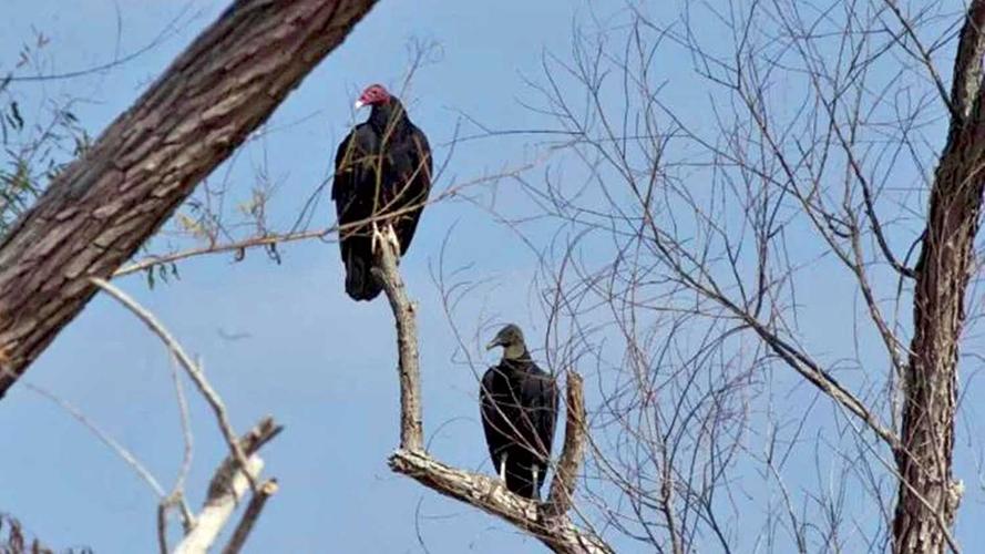 Turkey-vulture-and-black-vulture