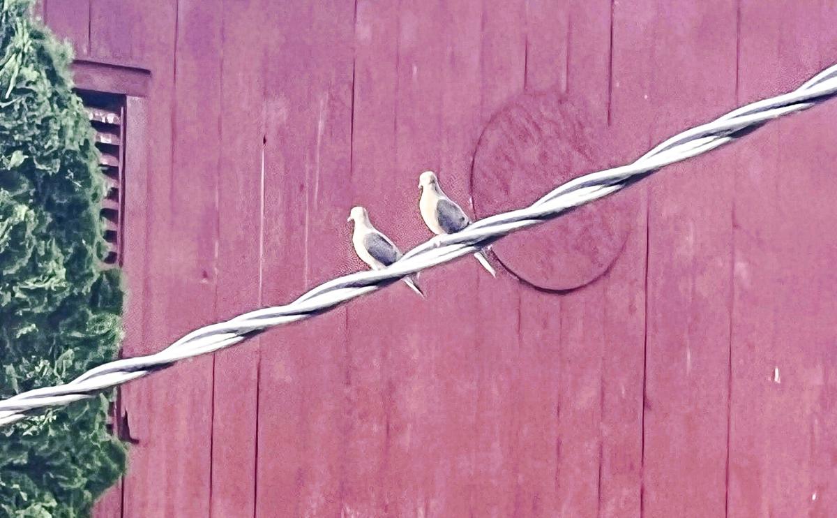 Doves