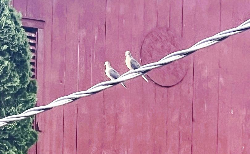 Doves