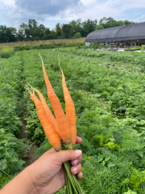 Troy farms carrots