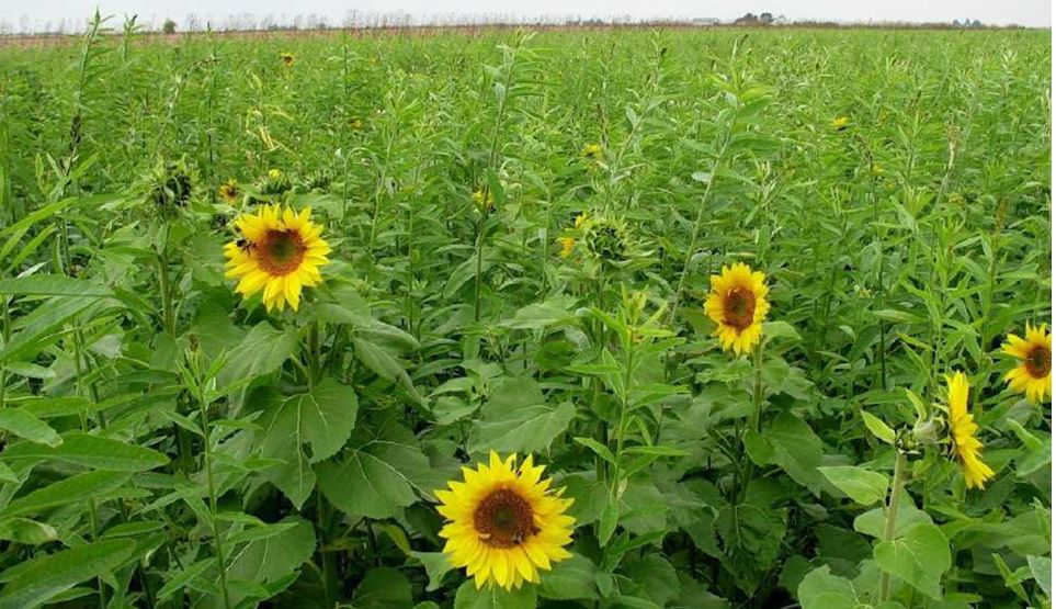 Use sound strategies for best yields Crops