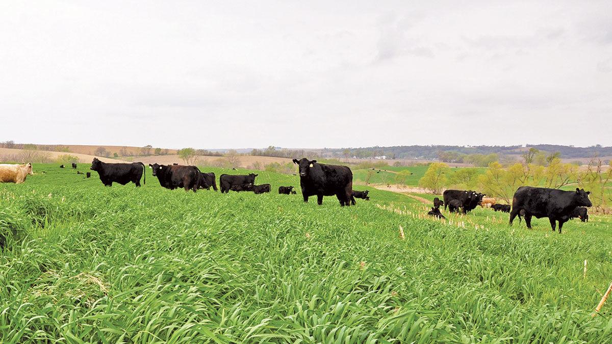 Cattle grazing cereal rye