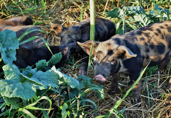 Young pigs in pasture