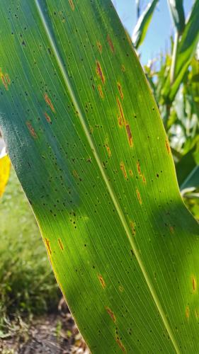 Beginning stages of tar spot disease