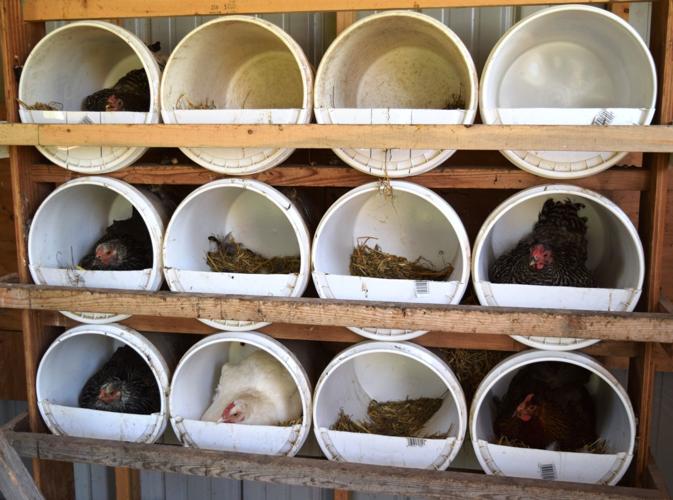 Layers in henhouse
