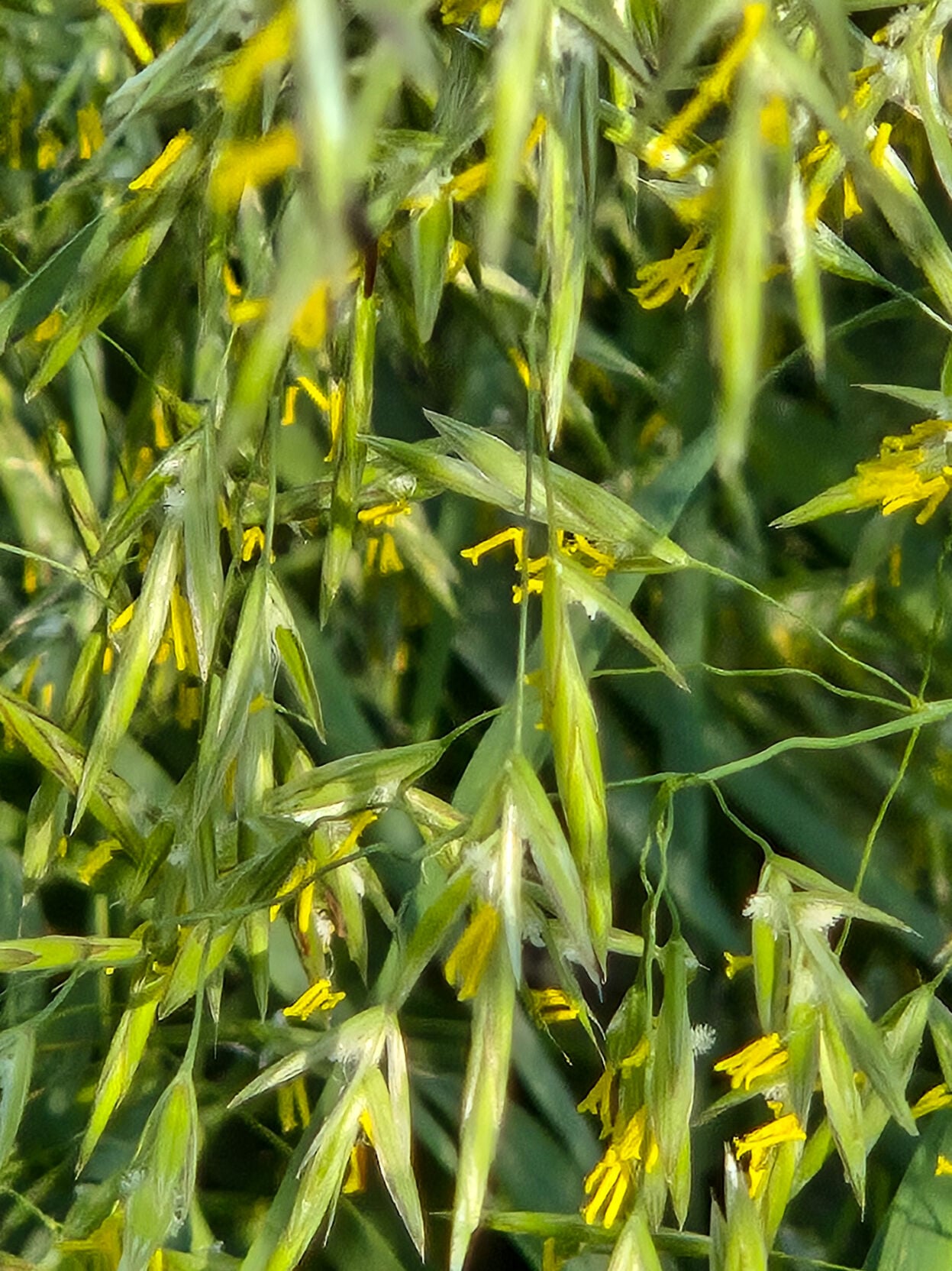 Brome grass