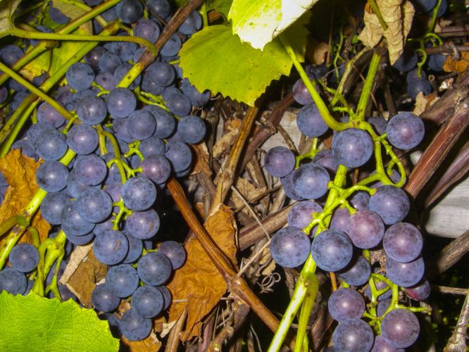 Grapes