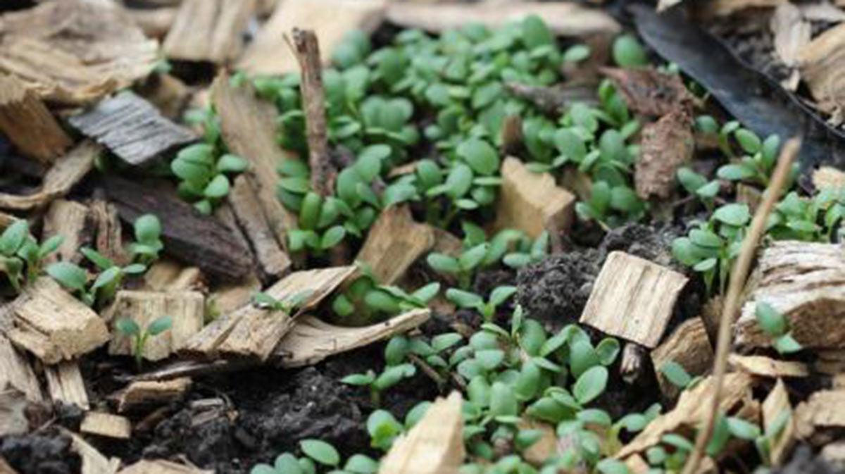 red clover seedling cover crop