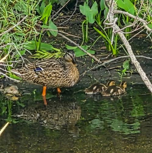 Duck