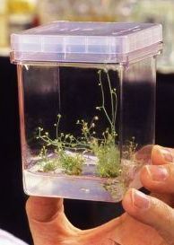 Arabidopsis plant in lab