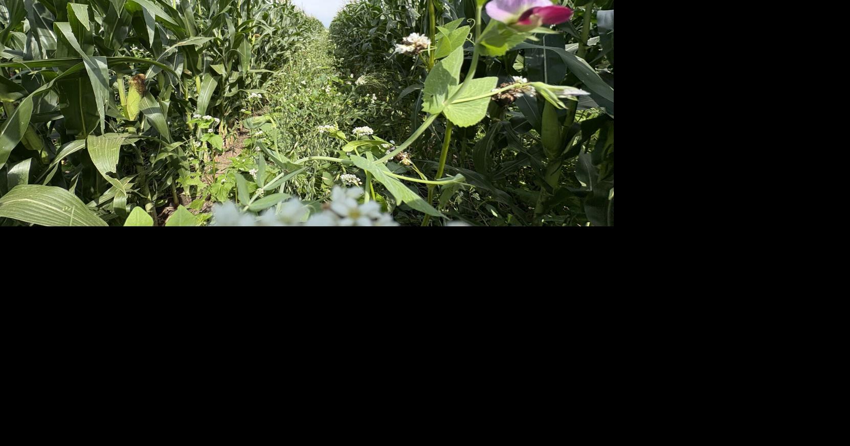More with less: South central Nebraska farmer uses soil health practices to reduce costs