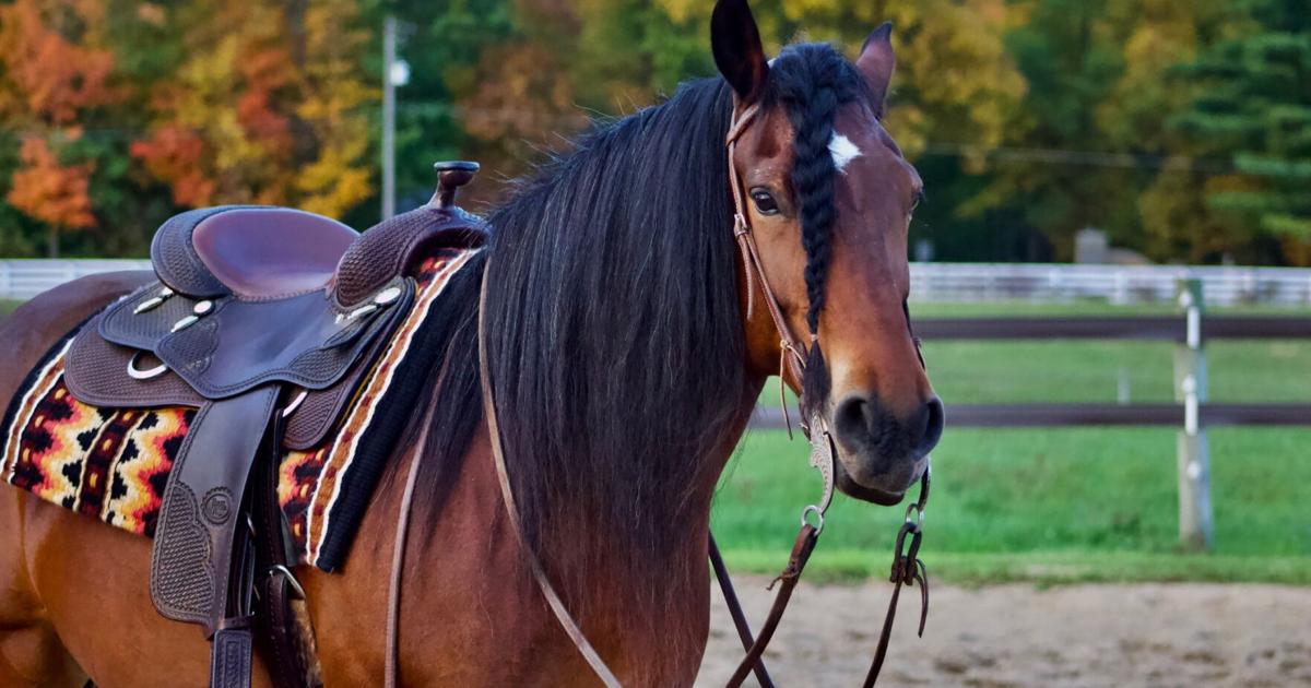 Mustangs: The wild horses of the U.S.