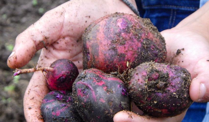 Potatoes