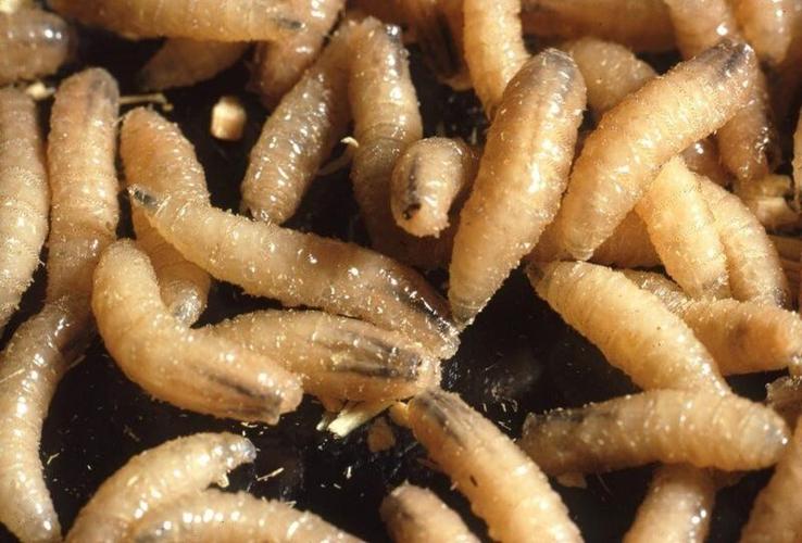 The U.S. Department of Agriculture continues to respond to confirmed cases of New World screwworm in Texas. The New World Screwworm fly lays its eggs in a wound, umbilical area, genitals, nasal passage or eyes of a warm blooded mammal. Its larva have sh...