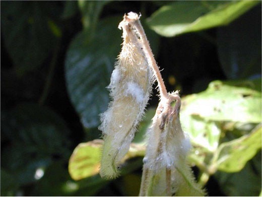 White mold on soybean pods