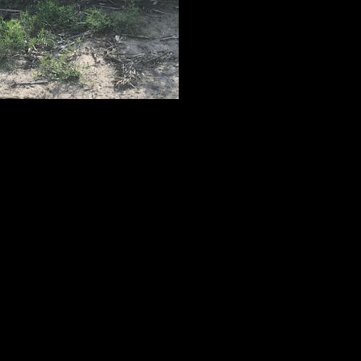 Peas, dry beans, barley