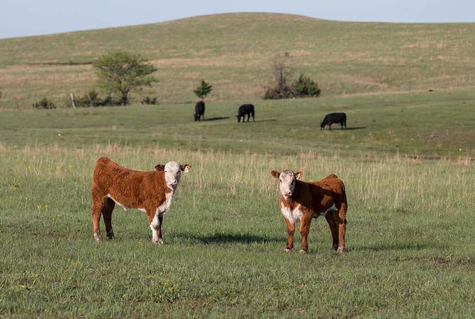Calves