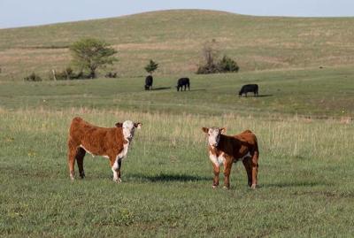 Calves
