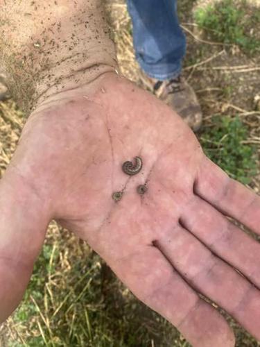 fall armyworms