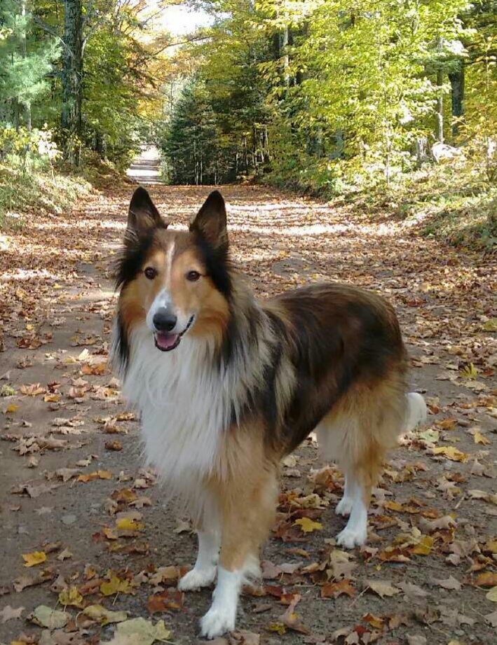 rough collie shepherd mix