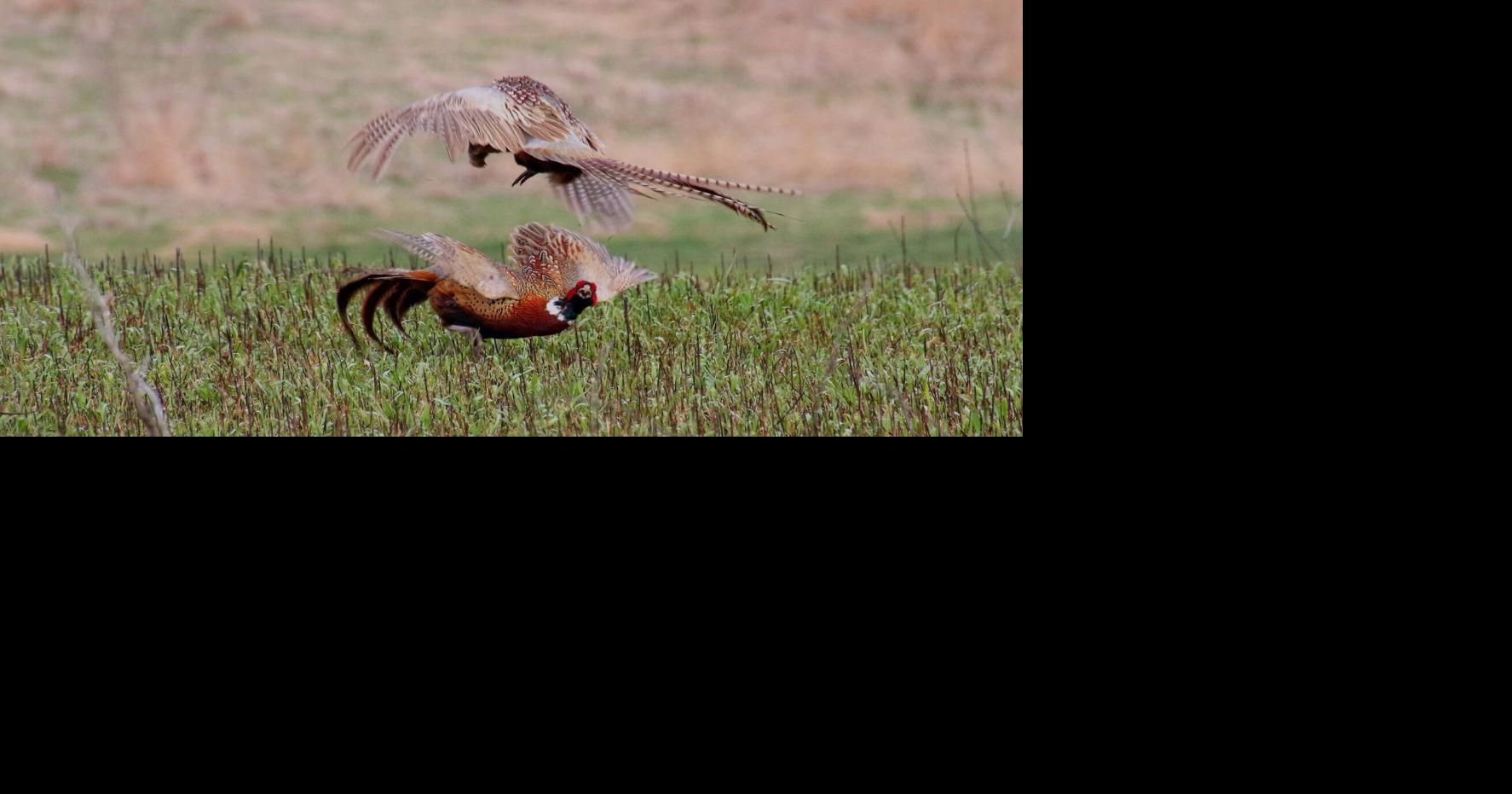 Pheasants
