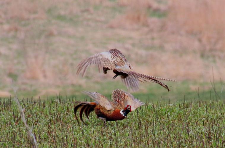 Pheasants