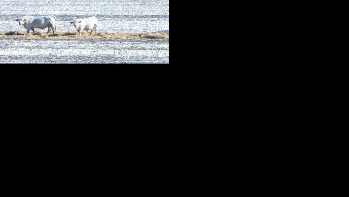 Cows out on corn in winter
