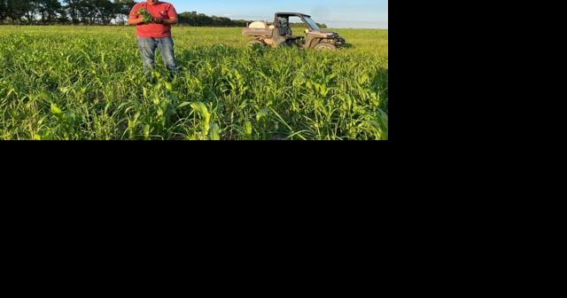 Rain will help corn kernels fill - Vimarsana News