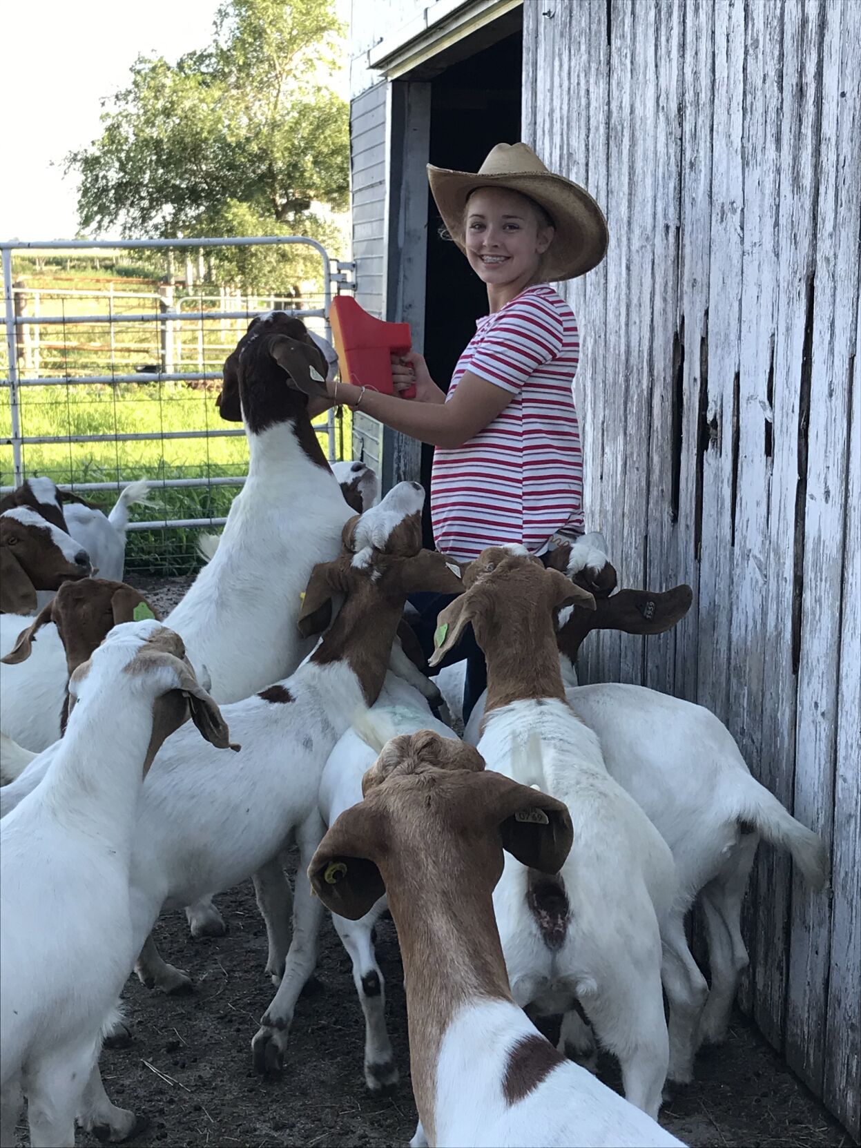 4-H goat 4.jpg