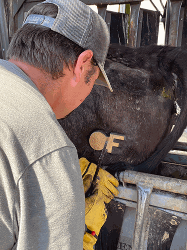 Clark-branding-cattle.gif