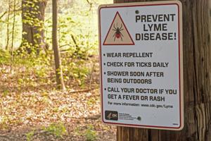 Mice may drive Lyme disease