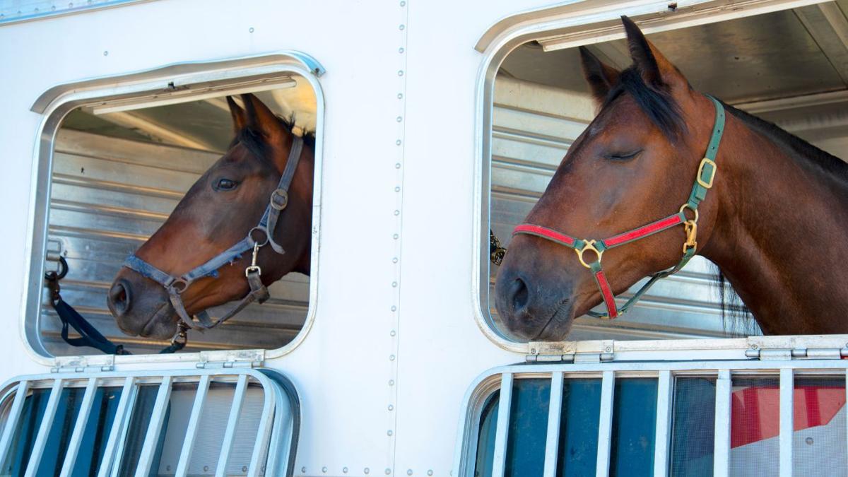 Tips for safely trailering your horse