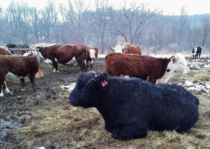 Cattle at McCluskey farm