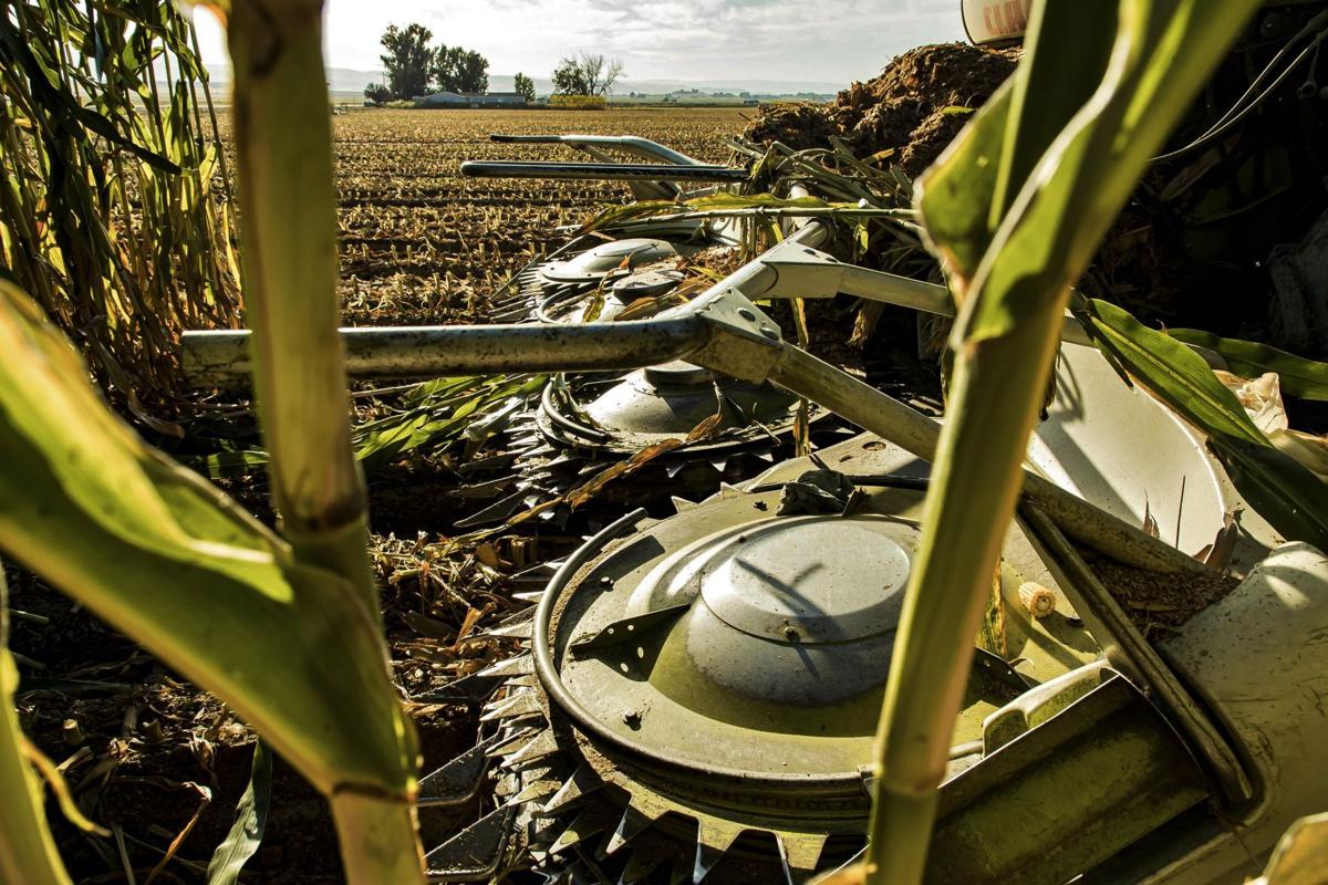 Chopper-head blades chop silage in the field.