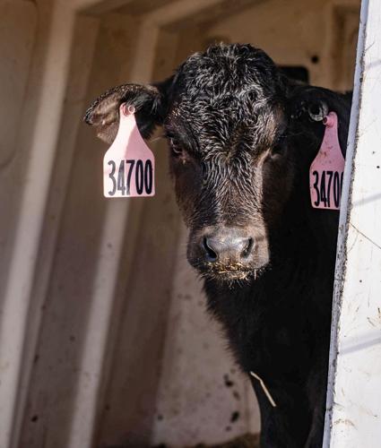 Dairy-beef calf