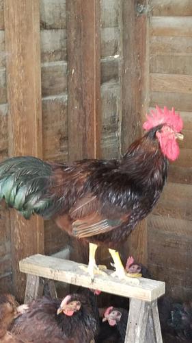 Chicken breeds Rhode island reds (1).jpg