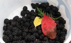 Blackberries