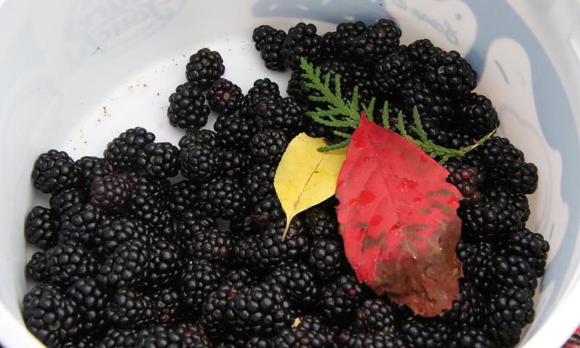 Blackberries
