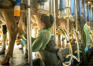 Milking cows