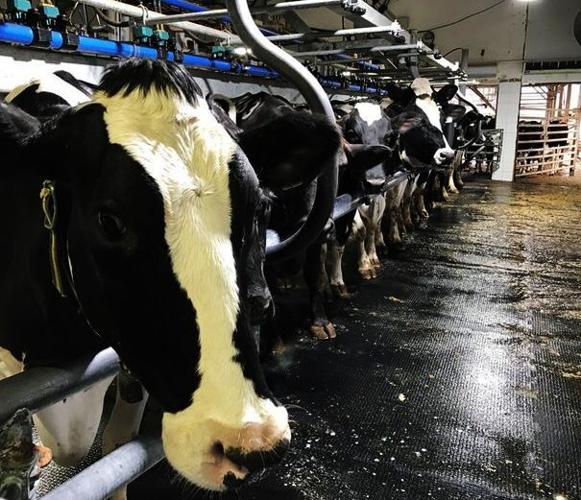 Holstein in holding area