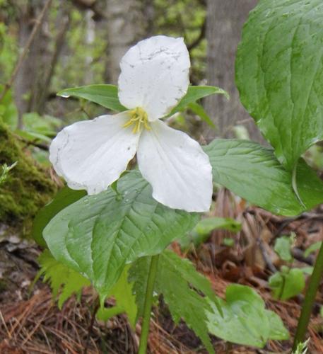 Trillium
