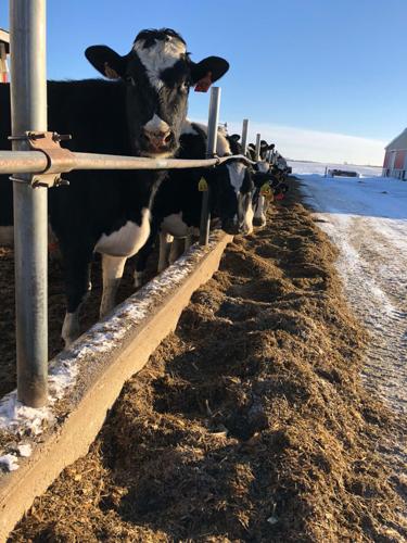 Dry cows eat outside