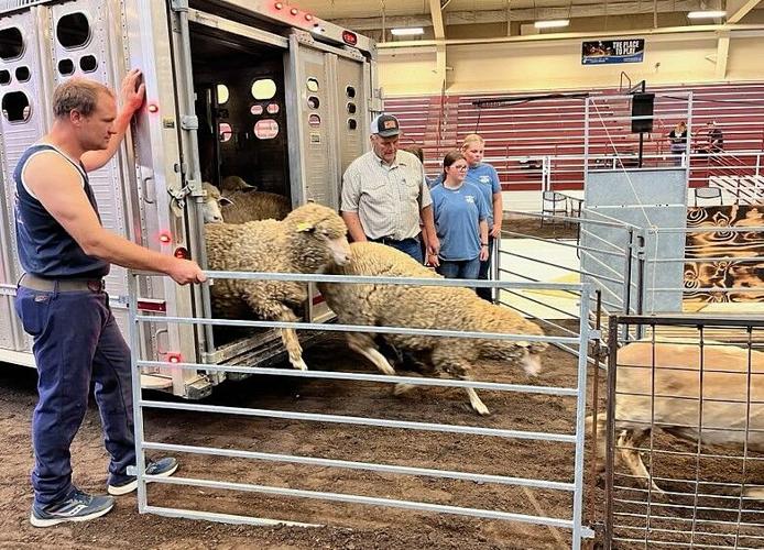 Sheep shearing industry 3.jpg