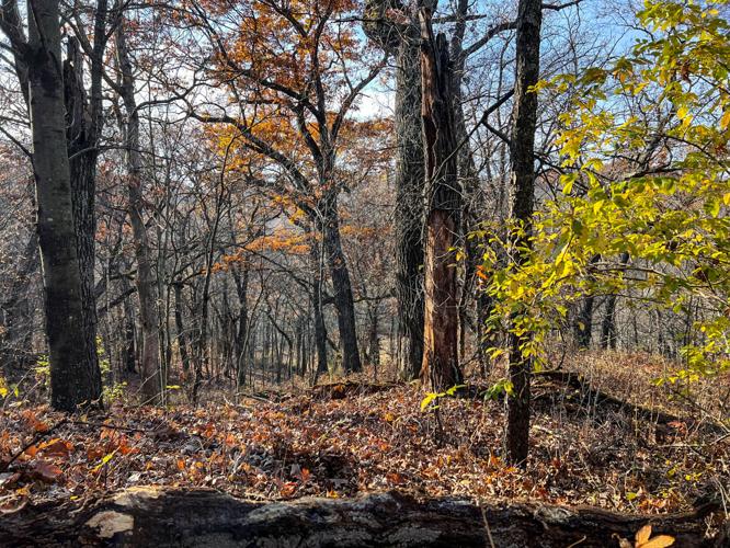 Nature woods