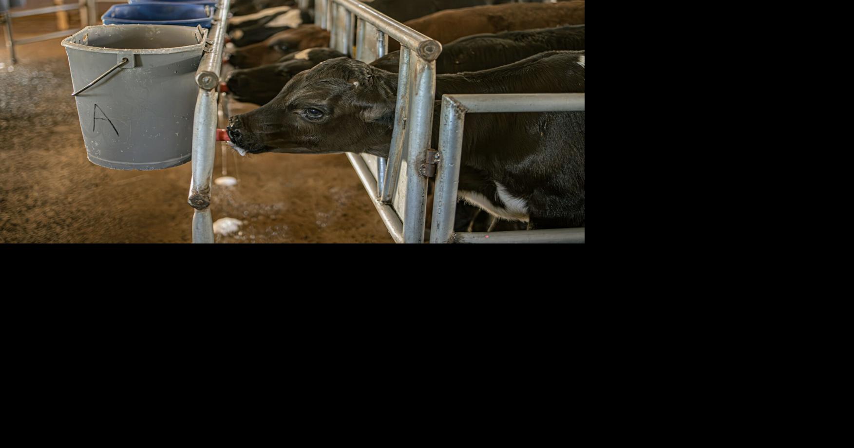 Calves