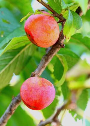 Plums
