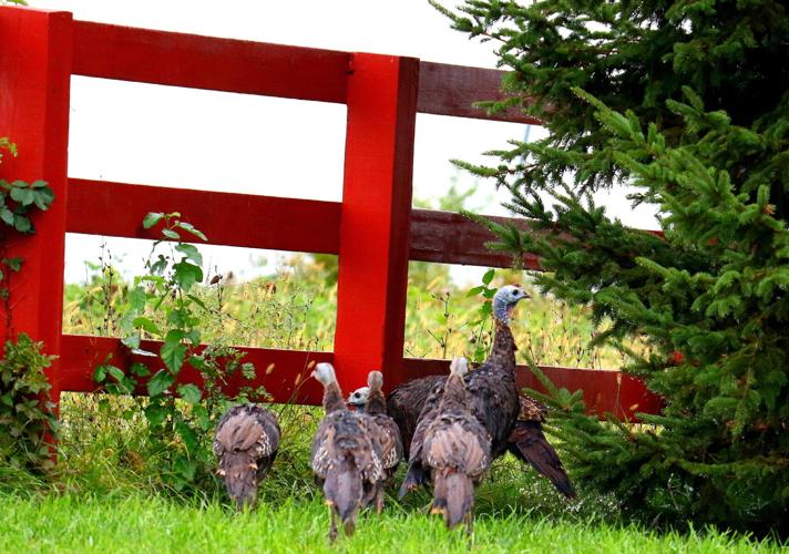 Turkeys
